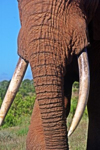 Bild-Nr: 12936309 ganz nah Erstellt von: Schwob