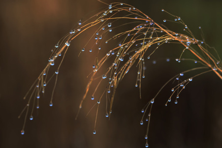 Bild-Nr: 12936766 Grasperlenspiel Erstellt von: Ursula Reins