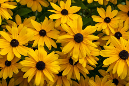 Bild-Nr: 12936897 gelbe Rudbeckia Erstellt von: volker heide
