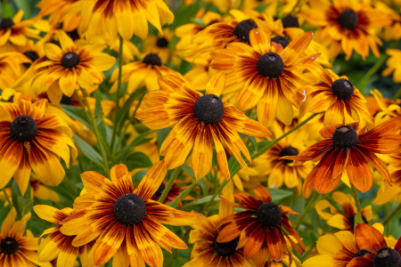 Bild-Nr: 12936898 farbenprächtige Rudbeckia Erstellt von: volker heide