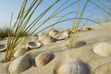 Bild-Nr: 12937143 Muscheln Erstellt von: danielschoenen