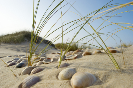 Bild-Nr: 12937144 Muscheln 2 Erstellt von: danielschoenen