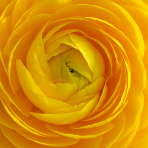 Bild-Nr: 12937247 Ranunkel Erstellt von: Atteloi