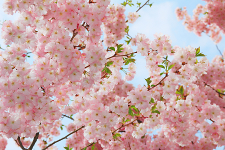 Bild-Nr: 12937281 Kirschblütenzweige im Frühling Erstellt von: SusaZoom