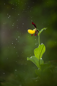 Bild-Nr: 12937304 Frauenschuh im Regen - Orchideen Erstellt von: Daniela Beyer