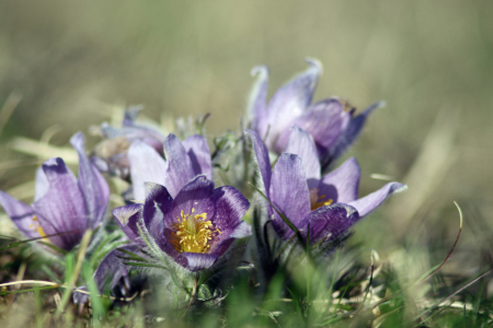 Bild-Nr: 12937416 Küchenschelle Erstellt von: Gerhard Albicker