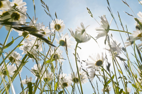 Bild-Nr: 12937450 Margerite 1 Erstellt von: danielschoenen
