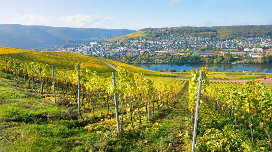 Bild-Nr: 12937831 Weinberge Bernkastel-Kues Erstellt von: SusaZoom