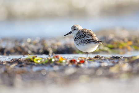 Bild-Nr: 12938024 In Balance - Yogastunde am Strand Erstellt von: Daniela Beyer