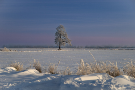 Bild-Nr: 12938131 Lone Tree in a Frozen Winter Landscape Erstellt von: Tanja Riedel