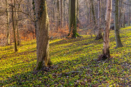 Bild-Nr: 12938198 Abendsonne im Frühlingswald Erstellt von: Daniela Beyer