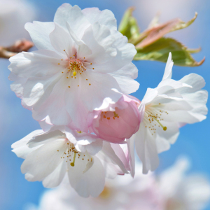 Bild-Nr: 12938242 Kirschblüte Erstellt von: Atteloi
