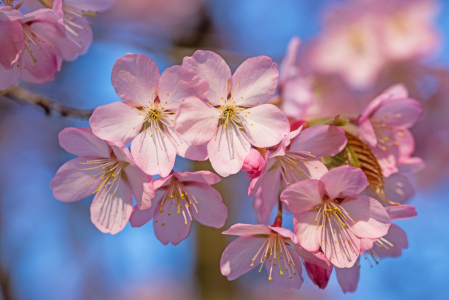 Bild-Nr: 12938354 Rosa Kirschblüten Erstellt von: SusaZoom