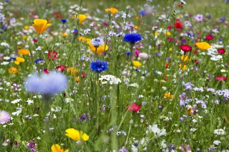 Bild-Nr: 12938501 Wiese 3 Erstellt von: danielschoenen