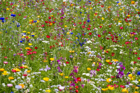 Bild-Nr: 12938502 Wiese 4 Erstellt von: danielschoenen