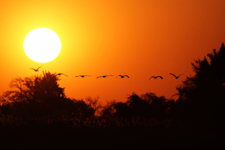 Bild-Nr: 12938581 Sonnenuntergang im Okavango Delta Erstellt von: DirkR