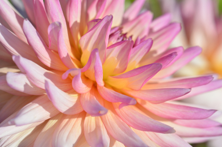 Bild-Nr: 12938966 Dahlie Erstellt von: Atteloi