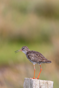 Bild-Nr: 12938988 Rotschenkel Erstellt von: DirkR