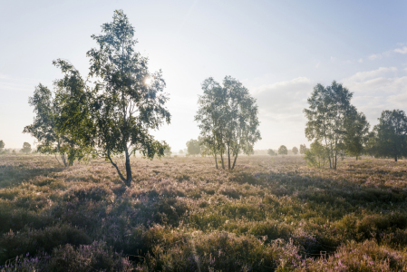 Bild-Nr: 12938999 Heide 1 Erstellt von: danielschoenen