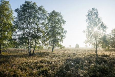 Bild-Nr: 12939000 Heide 2 Erstellt von: danielschoenen