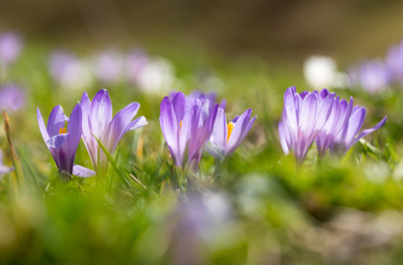 Bild-Nr: 12939362 Alpenkrokus im Gegenlicht Erstellt von: SusaZoom