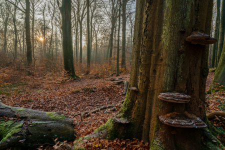 Bild-Nr: 12939551 Zunderschwämme an einer Buche Erstellt von: volker heide