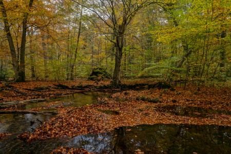 Bild-Nr: 12939561 Bunter Laubwald am Rotbach Erstellt von: volker heide