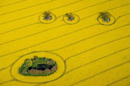 Bild-Nr: 12939966 Rapsblüte in Ostholstein Erstellt von: Armin Redöhl