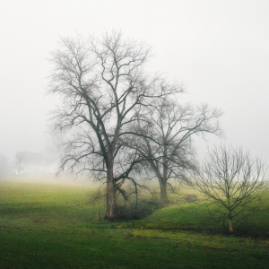 Bild-Nr: 12940025 Verträumte Landschaft mit Bäumen im Nebel Erstellt von: Smileus