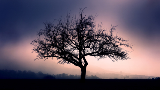 Bild-Nr: 12940026 Silhouette von einsamen Baum vor violettem Himmel Erstellt von: Smileus