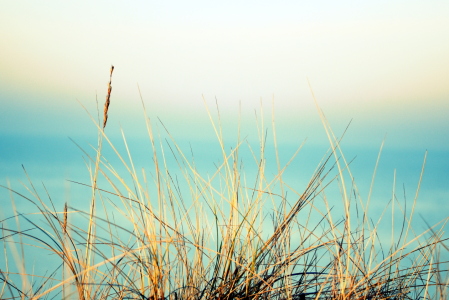 Bild-Nr: 12940299 Gräser am Strand Erstellt von: GUGIGEI