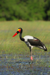 Bild-Nr: 12940374 Sattelstorch Erstellt von: DirkR