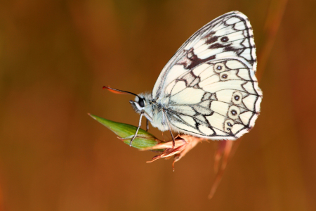 Bild-Nr: 12940453 Schmetterling Erstellt von: Gerhard Albicker