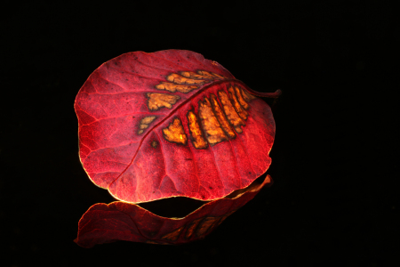 Bild-Nr: 12941456 Nur ein Blatt Erstellt von: Gerhard Albicker