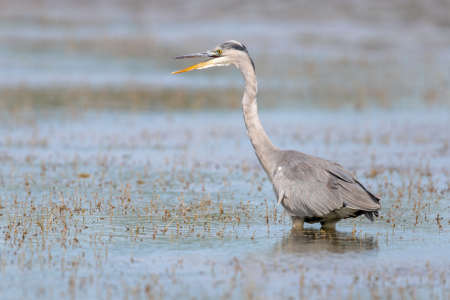 Bild-Nr: 12942000 Graureiher Erstellt von: DirkR