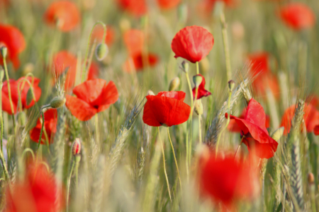 Bild-Nr: 12942346 Mohnfeld Erstellt von: Gerhard Albicker