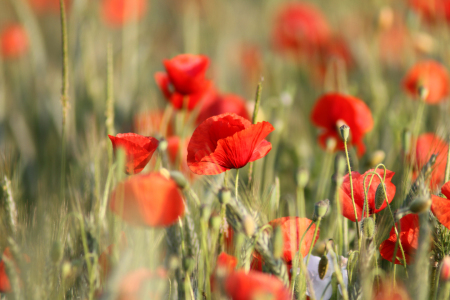 Bild-Nr: 12942347 Mohnfeld Erstellt von: Gerhard Albicker