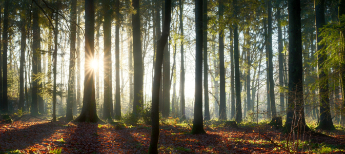 Bild-Nr: 12942634 Sonne scheint durch Baumstämme im Wald Erstellt von: Smileus