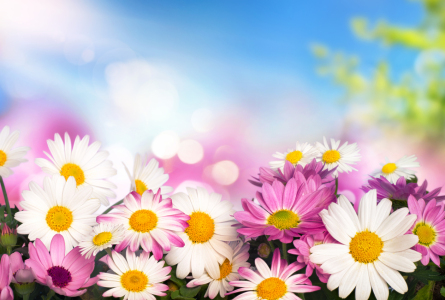 Bild-Nr: 12943294 Frühlingsblumen vor blauem Hintergrund Erstellt von: Smileus