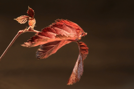 Bild-Nr: 12943786 Nur ein Blatt Erstellt von: Gerhard Albicker