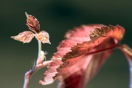 Bild-Nr: 12943787 Blätter Erstellt von: Gerhard Albicker