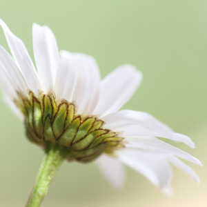 Bild-Nr: 12943793 Margerite  Erstellt von: Gerhard Albicker
