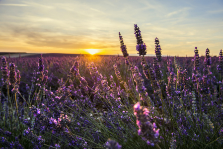 Bild-Nr: 12944467 Provence 8 Erstellt von: danielschoenen