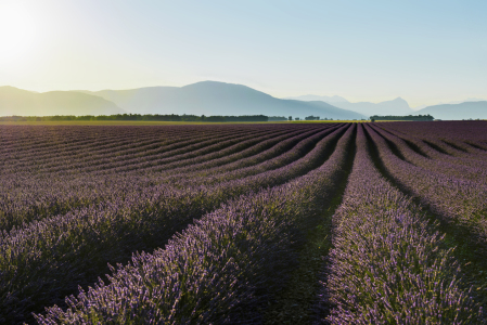 Bild-Nr: 12944471 Provence 12 Erstellt von: danielschoenen