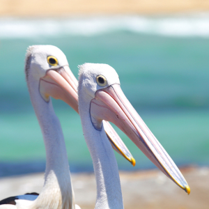 Bild-Nr: 12944786 Brillenpelikane in Australien Erstellt von: DirkR