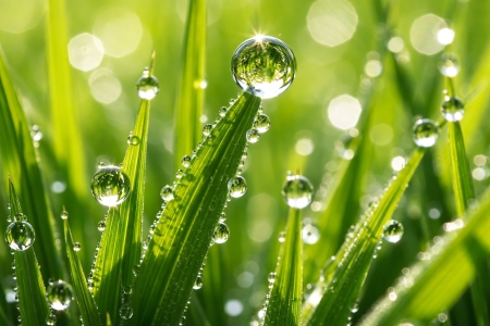Bild-Nr: 12945045 Morgentau auf grünen Grashalmen im Sonnenlicht Erstellt von: gabii40