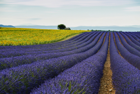 Bild-Nr: 12945154 Provence 14 Erstellt von: danielschoenen