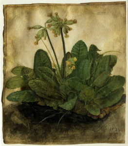 Bild-Nr: 30002840 A.Dürer, Cowslip / 1503/05 Erstellt von: Dürer, Albrecht