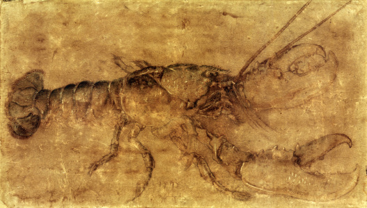 Bild-Nr: 30003036 Lobster / Drawing by Dürer Erstellt von: Dürer, Albrecht