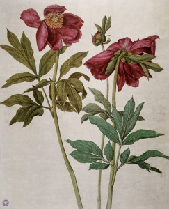 Bild-Nr: 30003042 Peonies / Dürer Erstellt von: Dürer, Albrecht